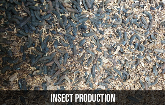 Insect Production